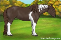 Horse Color:Liver Chestnut Tobiano 