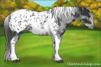 Horse Color:White Spotted Black Splash Tobiano Frame Appaloosa 