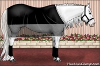 Horse Color:Silver Bay Appaloosa 