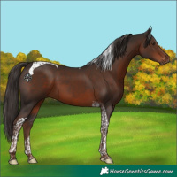 Horse Color:Liver Chestnut Tobiano 