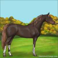 Horse Color:Liver Chestnut Tobiano 