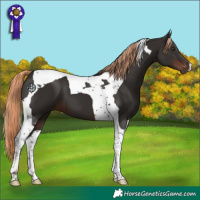 Horse Color:Liver Chestnut Tobiano 
