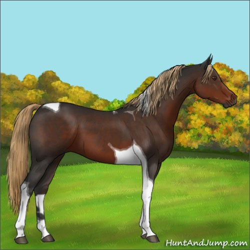 Horse Color:Gray Liver Chestnut Tobiano
