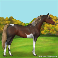 Horse Color:Gray Liver Chestnut Tobiano 