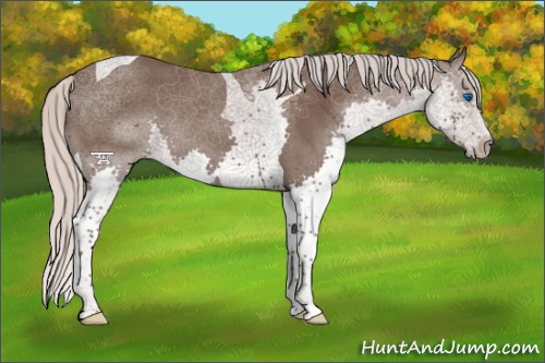 Horse Color:Silver Black Splash Tobiano 