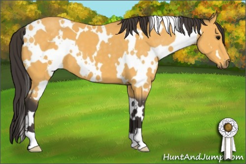 Horse Color:White Spotted Buckskin 