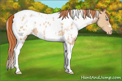 Horse Color:White Spotted Buckskin Pearl Tobiano Appaloosa 