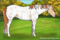 Horse Color:White Spotted Buckskin Pearl Tobiano Appaloosa 