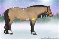 Horse Color:Buckskin Roan Tobiano