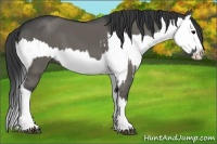 Horse Color:Grullo Sabino Splash  and Grullo Sabino Splash 