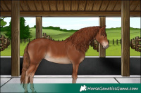 Horse Color:Chestnut 
