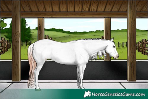Horse Color:Classic Champagne Appaloosa