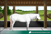 Horse Color:Classic Champagne Appaloosa