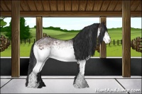 Horse Color:White Spotted Bay 