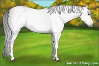 Horse Color:Gray Black 
