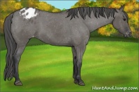 Horse Color:Grullo Appaloosa