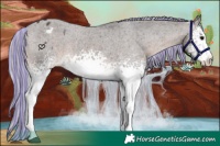 Horse Color:Painted White Spotted Silver Brown Appaloosa 