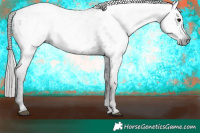 Horse Color:Gray Black Appaloosa 