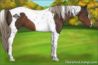 Horse Color:Liver Chestnut Tobiano 