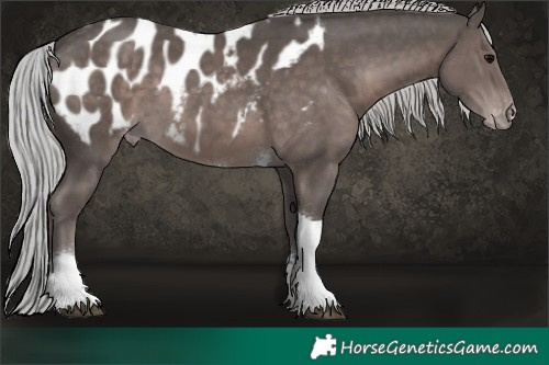 Horse Color:Platinum Silver Black Sabino Tobiano Appaloosa 