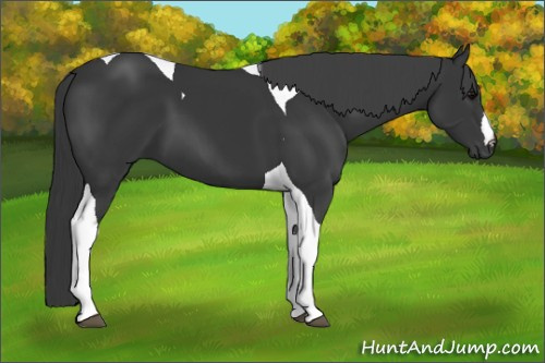 Horse Color:Black Tobiano 