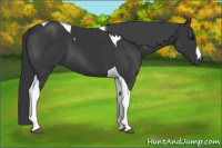 Horse Color:Black Tobiano 