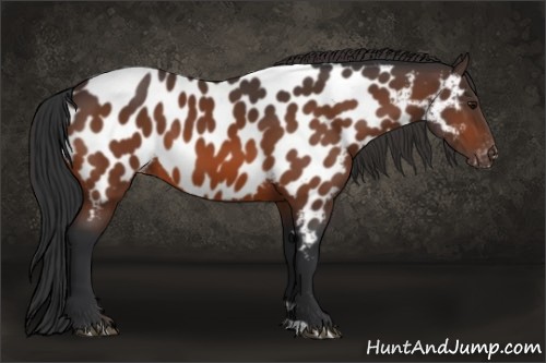 Horse Color:Bay Near Leopard 