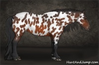 Horse Color:Bay Near Leopard 