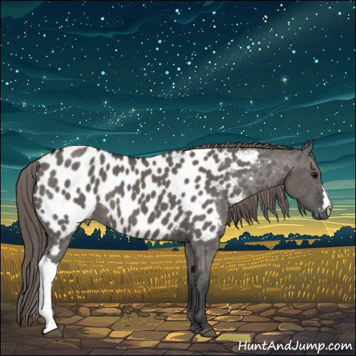 Horse Color:Grullo Near Leopard 