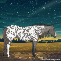 Horse Color:Grullo Near Leopard