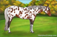Horse Color:Silver Brown Tobiano Near Leopard 