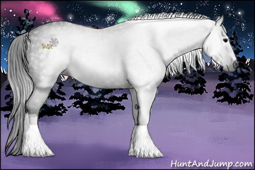 Horse Color:Gray White Spotted Black