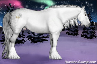 Horse Color:Gray White Spotted Black