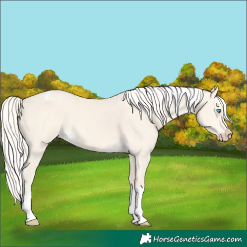 Horse Color:Cremello Dun Tobiano 