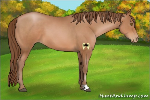 Horse Color:Bay Pearl 