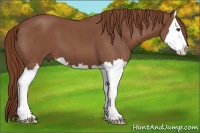 Horse Color:Red Roan Sabino Splash 