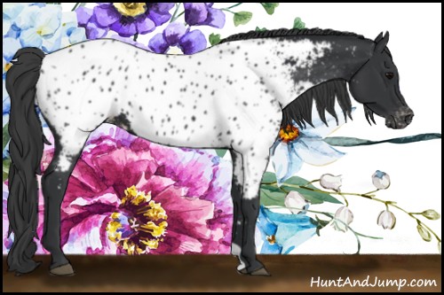 Horse Color:Black Appaloosa