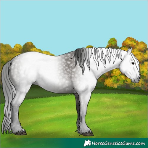 Horse Color:Gray Grullo 