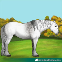 Horse Color:Gray Grullo 