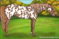 Horse Color:Chestnut Appaloosa 