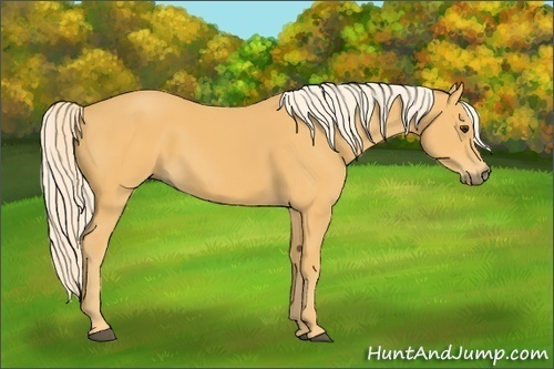 Horse Color:Palomino 