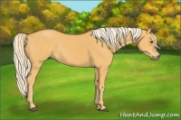 Horse Color:Palomino