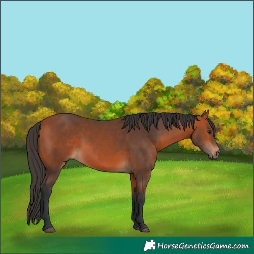 Horse Color:Bay 