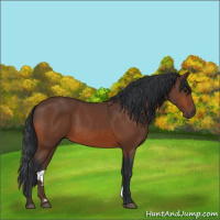 Horse Color:Bay 
