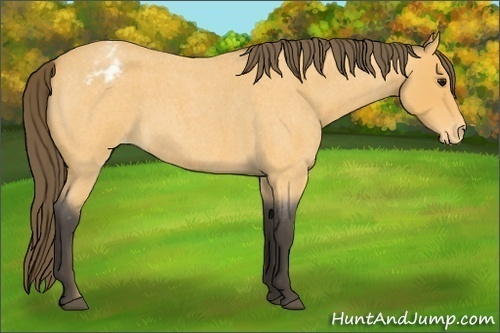 Horse Color:Buckskin Roan Appaloosa 