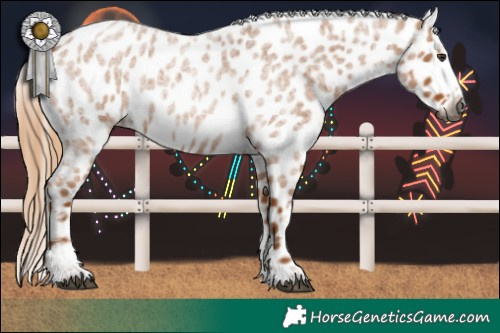 Horse Color:Gray Red Roan Appaloosa 