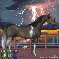 Horse Color:Brown Sabino Tobiano