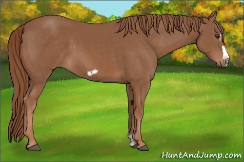 Horse Color:Chestnut Frame 
