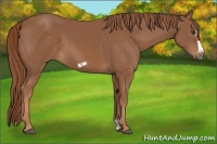 Horse Color:Chestnut Frame 