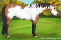 Horse Color:Bay Frame 